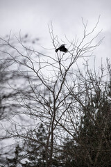Black Crow Flying Near Barren Tree Branches