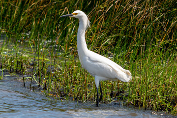 Obraz premium Snowy Egret2