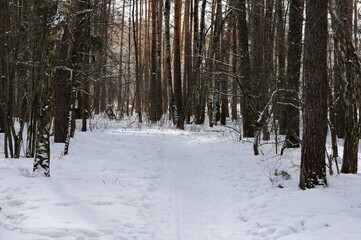 Pine and birch trees on a snowy March morning. Moscow region. Russia