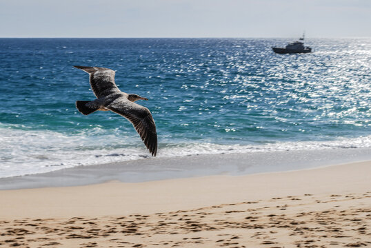 gaviota en pleno vuelo con la vista del mar y la playa