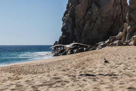 gaviota en pleno vuelo con la vista del mar y la playa