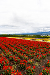 サルビア・スプレンデンス（北海道富良野）