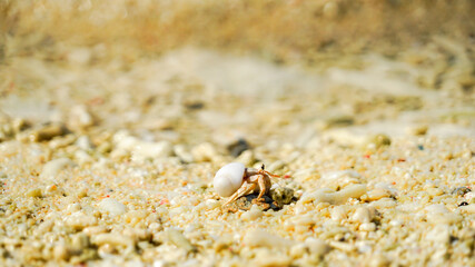 Hermit crab walking on a beautiful sandy beach