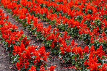 サルビア・スプレンデンス（北海道富良野）