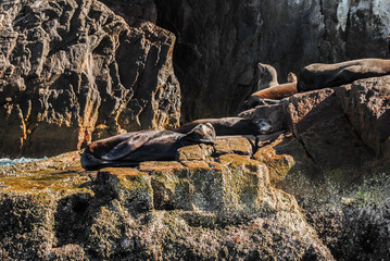 rocas y el oceano con lobos marinos de fondo