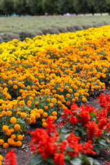 アフリカンマリーゴールド（北海道中富良野町）