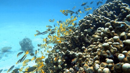 Fototapeta na wymiar Coral Reef With Fish
