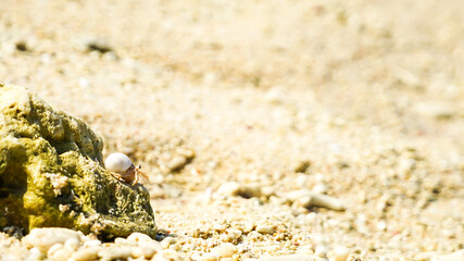 Hermit crab walking on the stones of a beautiful beach