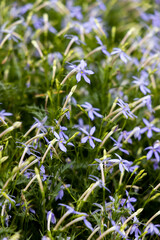 Obraz premium イソトマ（北海道中富良野町）