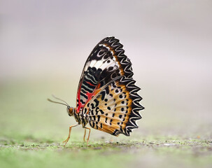 Tiger Butterfly