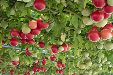 Fresh tomatoes still hanging on tree plant in the garden, low-angle shot