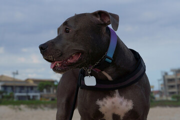 pit bull dog playing and running on the beach in the late afternoon in Niterói in Rio de Janeiro. Sunny day