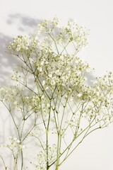 White gypsophila flowers or baby's breath flowers close up on white  background selective focus with sunlight shadows. Poster