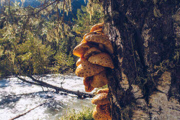A group of orange mushrooms growing on a tree. Nature textured fungi on a tree bark. River on the background countryside wildwood stock photography