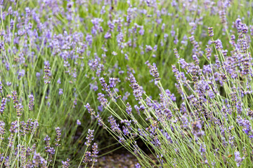 北海道中富良野町のラベンダー畑