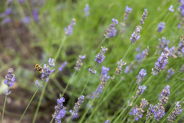 北海道中富良野町のラベンダー畑