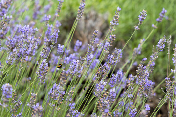 北海道中富良野町のラベンダー畑