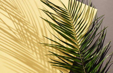 palm leaf background with sunlight shadow  on yellow gray paper texture .Tropics minimalist abstract backdrop. poster.copy space