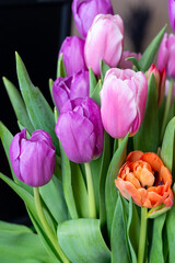 Beautiful bouquet of multicolored tulips close-up. Pink, orange, lilac blossoming spring flowers. 