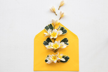 yellow flowers frangipani local flora of asia in spring season on envelope arrangement  flat lay postcard style on background white