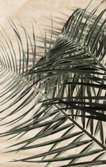 Fototapeta premium palm leaves background with sunlight shadow on beige paper texture .Tropics minimalist abstract backdrop. poster. 