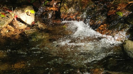 Water Stream and Frog under Sunlight