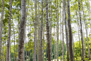 北海道中富良野町の白樺林