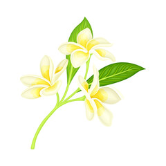 Frangipani or Plumeria White Flower with Green Leaf on Stem Vector Illustration