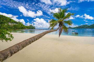 A palm on Gaulette Beach on Mahe island in Seychelles.