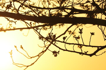 Fototapeta na wymiar The silhouette of cherry blossoms buds that emerges in the sunset.