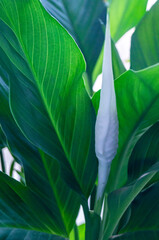 close up of a green leaf