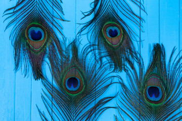 Four peacock feathers