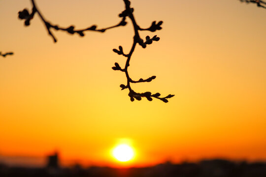 The silhouette of cherry blossoms buds that emerges in the sunset.