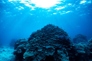 石垣島の美しい珊瑚