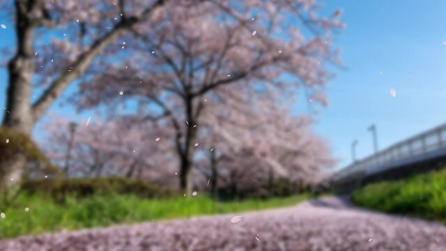 桜　背景有　舞い落ちる　パーティクル　モーショングラフィックス