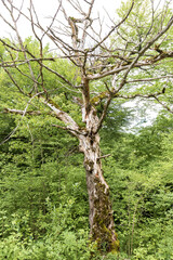 Spring, awakenings in nature, old dried-up stumps of felled trees live out their days.on the background of the birth of a new life trendy plants.