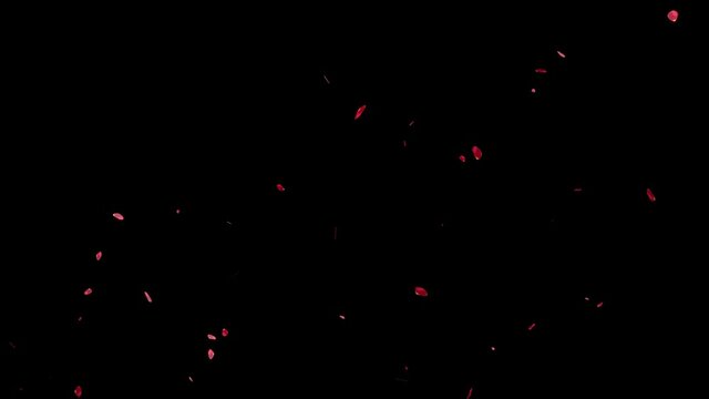 赤い薔薇　花びら　浮かび上がる　パーティクル　モーショングラフィックス