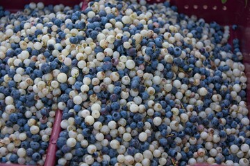 Blue and special white blueberries harvested