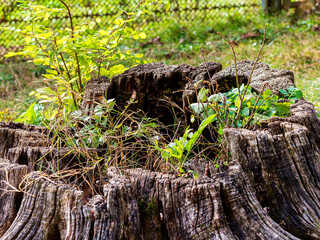 Spring, awakenings in nature, old dried-up stumps of felled trees live out their days.on the background of the birth of a new life trendy plants.