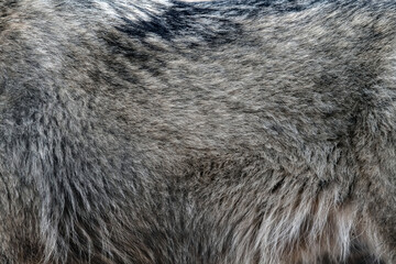 Wolf fur background texture image background