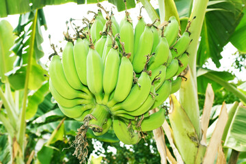 A bunch of green bananas on the tree in the garden