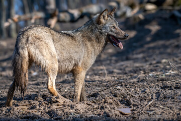 Fototapeta premium Wolf in the forest up close. Wild animal in the natural habitat