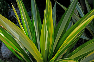 Close up of Agave angustifolia in a Meditteranean garden