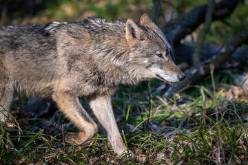 Wolf in the forest up close. Wild animal in the natural habitat