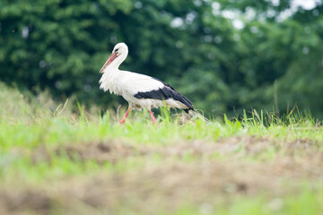 white stork walks