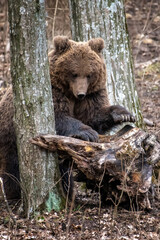 Naklejka na ściany i meble Brown bear in the forest up close. Wild animal in the natural habitat
