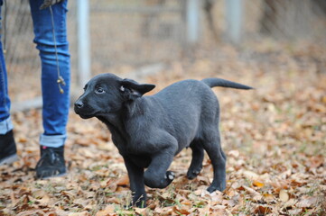 Service dogs on the territory of the cynological center.