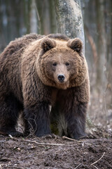 Obraz na płótnie Canvas Brown bear in the forest up close. Wild animal in the natural habitat