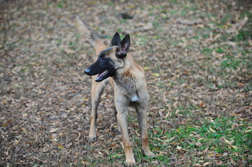 Service dogs on the territory of the cynological center.