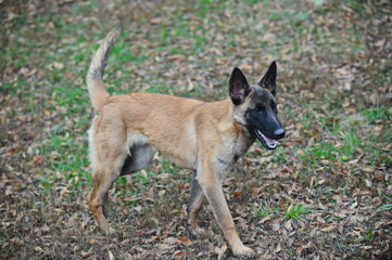 Service dogs on the territory of the cynological center.